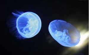 什么是浮游生物