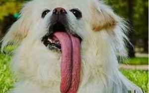 舌头最长的动物
