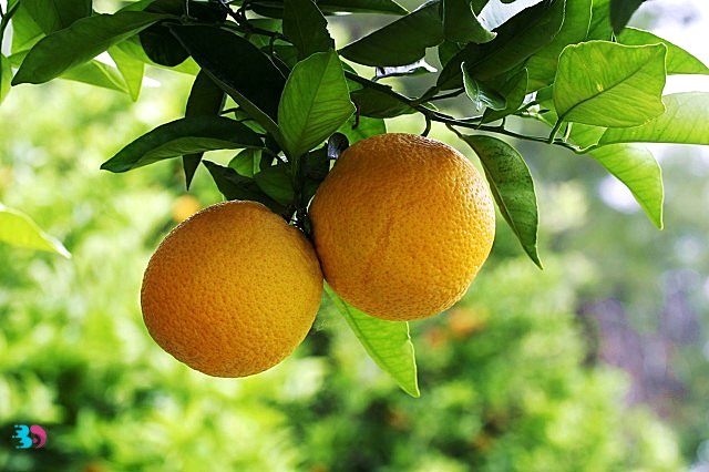 橘子和沃柑的区别(橘子和沃柑的区别在哪里)