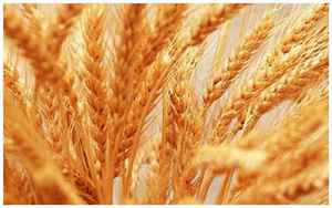 小麦苗(小麦苗的营养价值和功效)