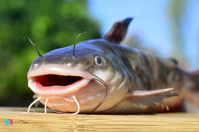 野生石斑鱼