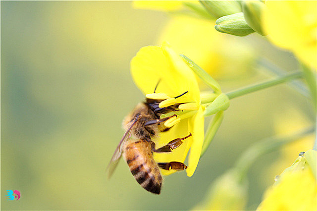 蜜蜂屎(原来蜜蜂是这样拉屎的蜜蜂拉的屎是蜂蜜吗)