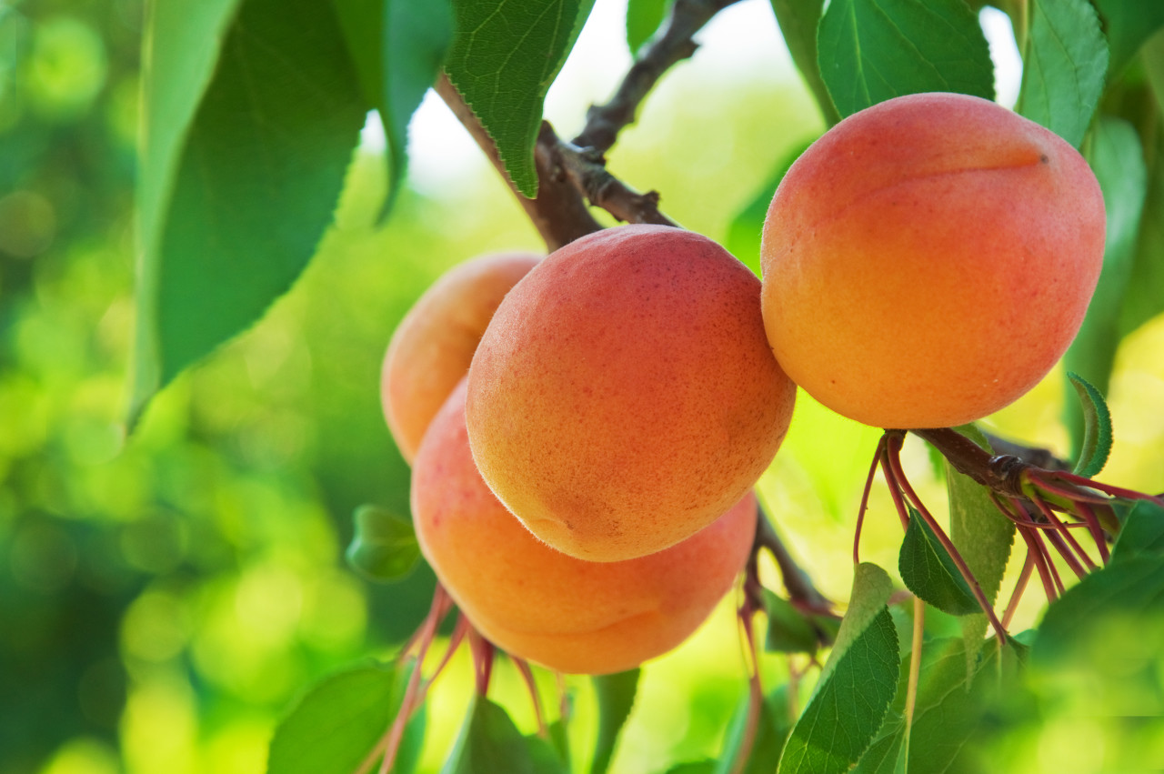 杏子是什么季节的水果(杏子是什么季节的水果接天莲叶无穷碧)