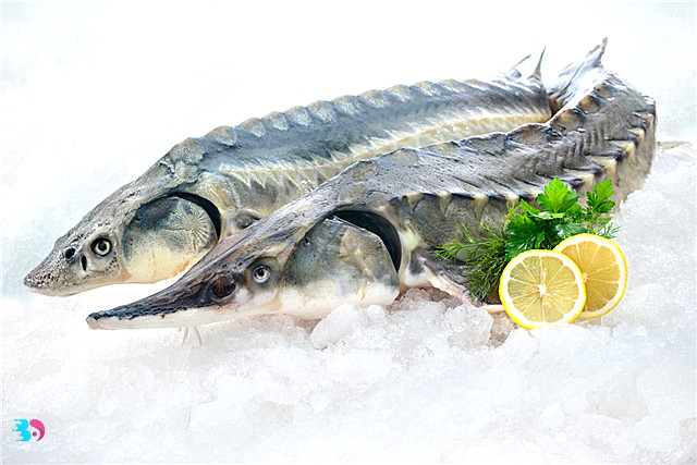 吃鲟鱼的禁忌(鲟鱼的食用禁忌鲟鱼中的白色长条物是什么)