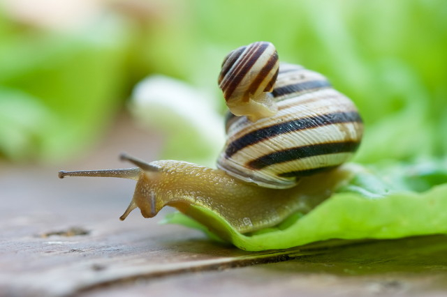 蜗牛可以吃吗(蜗牛可以吃吗)
