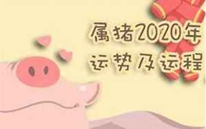 属猪的人2021每月运势
