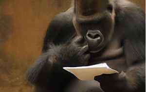 gorilla怎么读