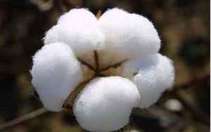 硝化棉的主要用途