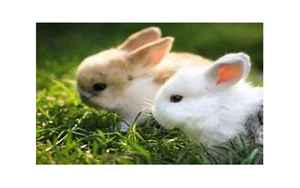 兔子代表什么寓意