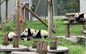 卧龙熊猫基地