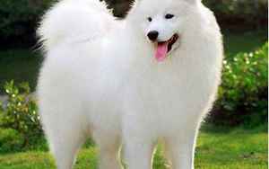 白狗品种