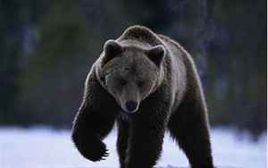 阿特拉斯棕熊