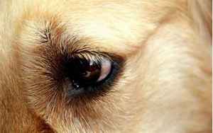 什么眼型是狗狗眼