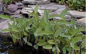 水生植物