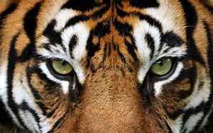 老虎的眼睛