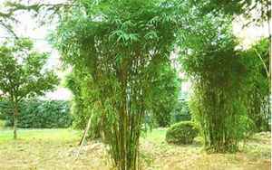 竹子是什么植物
