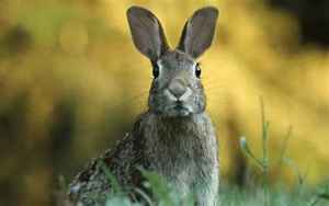 兔子代表什么