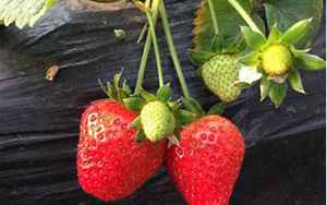 什么是种草莓