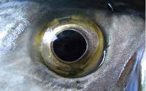 鱼的眼睛