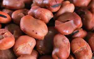 茴香豆是蚕豆吗