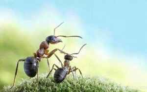 梦见蚂蚁爬别人身上