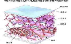 细胞骨架是由什么构成