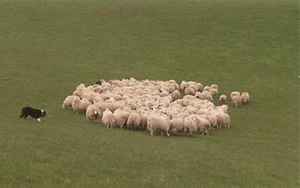 梦见别人赶着一群羊
