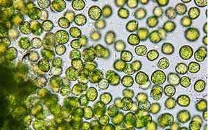 小球藻的功效与作用