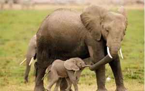 大象寿命