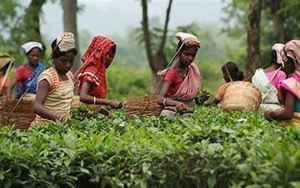 印度茶叶品牌