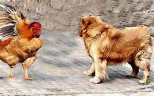 鸡和狗相配婚姻如何