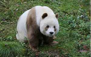 棕色大熊猫
