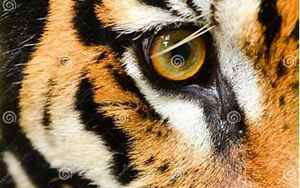 老虎眼睛