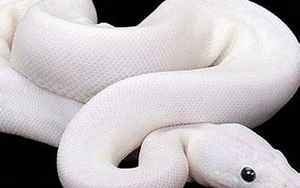 白蟒蛇
