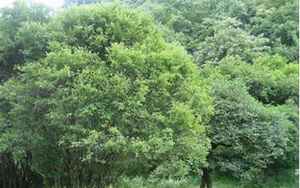 青冈木是什么树