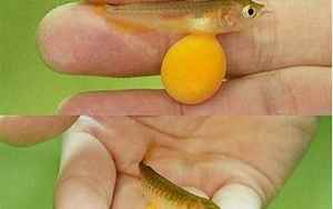 刚出生的小鱼吃什么