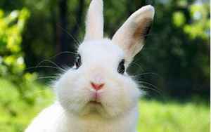 兔子有什么寓意