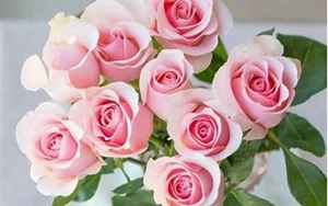 11朵粉色玫瑰花语