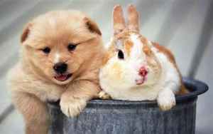 狗和兔子