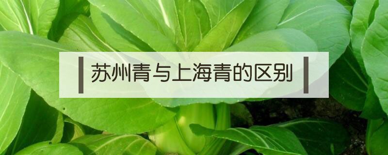苏州青(苏州青菜图片)