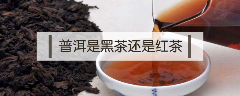 普洱是黑茶还是红茶(普洱茶是黑茶还是绿茶?)
