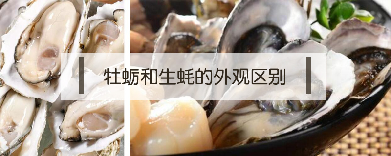 牡蛎和生蚝的外观区别图片(海蛎与生蚝的外形区别)