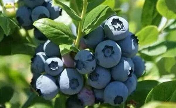 蓝莓品种排名前十(蓝莓品种排行榜)
