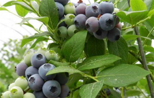 怎样种植蓝莓(怎样种植蓝莓树苗)