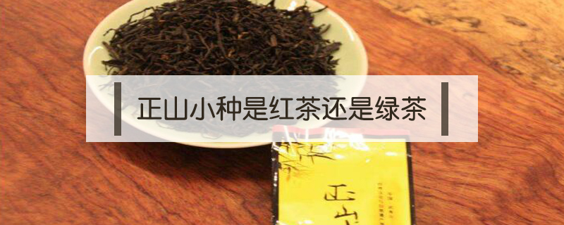 正山小种是红茶还是绿茶(正山小种是什么茶是红茶还是绿茶)