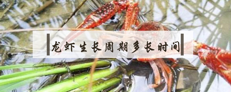 龙虾的养殖周期有多长(龙虾生长周期多长时间)