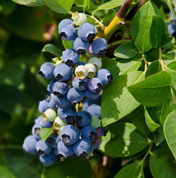 蓝莓是什么季节的水果(蓝莓是什么季节的水果 蓝莓几月份成熟上市)
