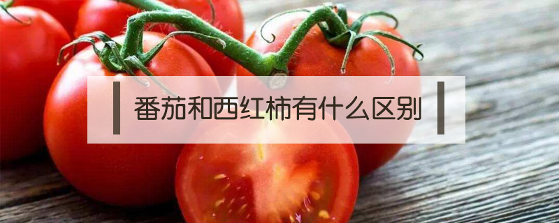 西红柿和番茄有什么区别(西红柿和番茄有什么区别百度百科)