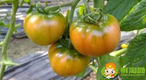 碱地柿子和普通西红柿的区别(碱地柿子是西红柿吗)