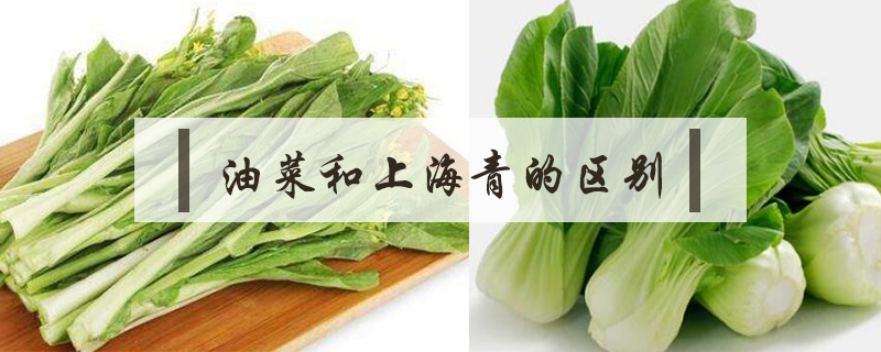 小油菜和上海青的图片(小油菜是上海青吗)